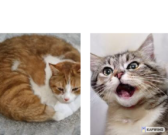 High Quality Bored Cat and Amused Cat Blank Meme Template