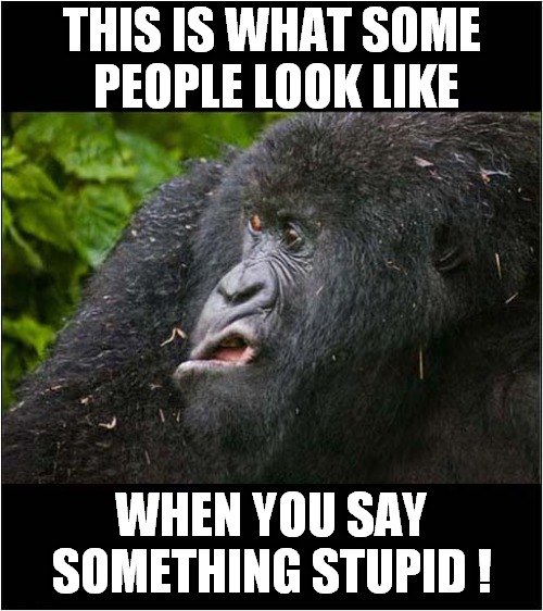 Unimpressed ! |  THIS IS WHAT SOME
 PEOPLE LOOK LIKE; WHEN YOU SAY SOMETHING STUPID ! | image tagged in fun,unimpressed,gorilla,stupid people | made w/ Imgflip meme maker