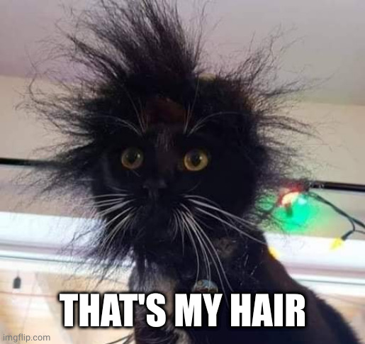 HairDay | THAT'S MY HAIR | image tagged in hairday | made w/ Imgflip meme maker