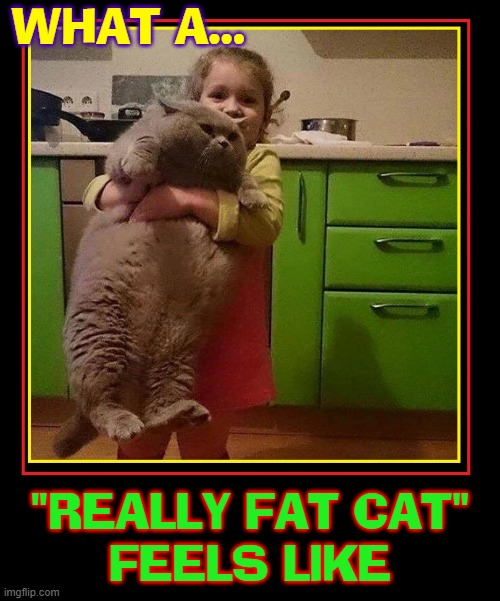 It's not easy being me... |  WHAT A... "REALLY FAT CAT" 
FEELS LIKE | image tagged in vince vance,fat cat,meow,funny cat memes,cats,i love cats | made w/ Imgflip meme maker