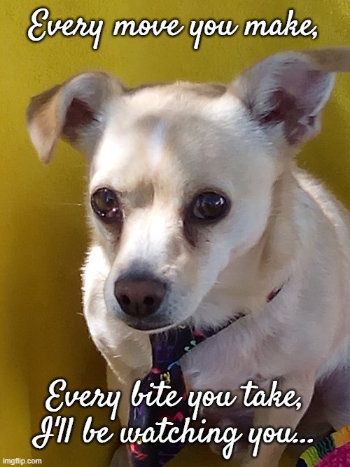 It's true!!! | Every move you make, Every bite you take, I'll be watching you... | image tagged in murphy,cutest dog,watching you | made w/ Imgflip meme maker