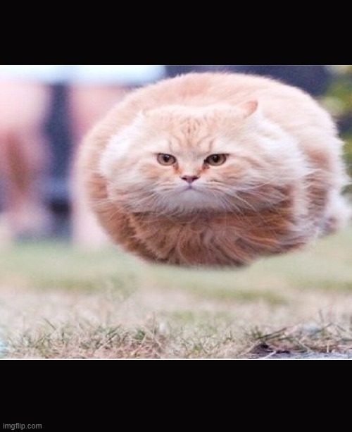 Floating Cat | image tagged in cat | made w/ Imgflip meme maker