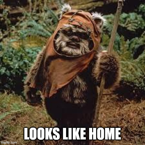 EWOKK | LOOKS LIKE HOME | image tagged in ewokk | made w/ Imgflip meme maker