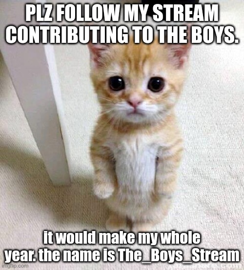 plz | PLZ FOLLOW MY STREAM CONTRIBUTING TO THE BOYS. it would make my whole year. the name is The_Boys_Stream | image tagged in memes,cute cat | made w/ Imgflip meme maker