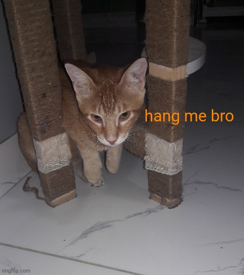 . | hang me bro | made w/ Imgflip meme maker