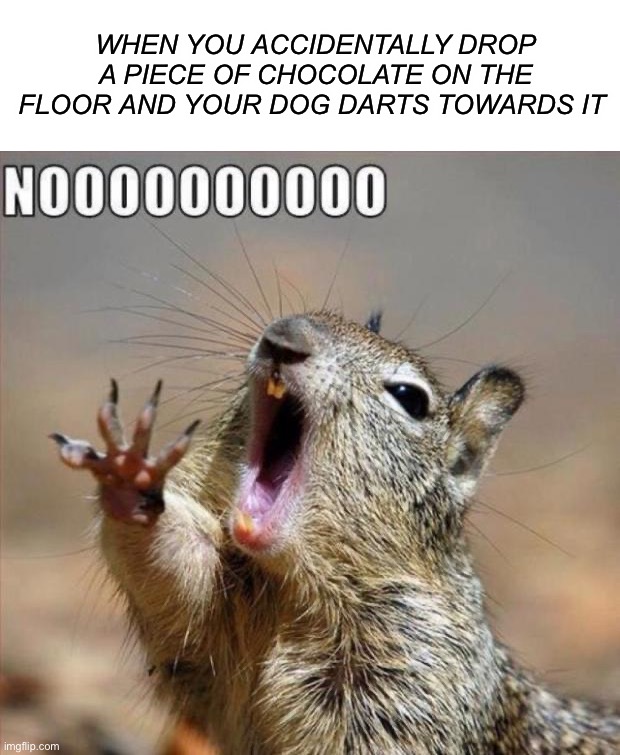 WAIT NO- |  WHEN YOU ACCIDENTALLY DROP A PIECE OF CHOCOLATE ON THE FLOOR AND YOUR DOG DARTS TOWARDS IT | image tagged in noooooooooooooooooooooooo,memes,funny,dogs,chocolate,dead | made w/ Imgflip meme maker