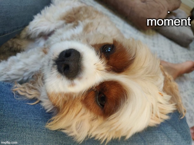 Dunno why I made this a template ._. but I just rembr | . moment | image tagged in narwhals dog | made w/ Imgflip meme maker