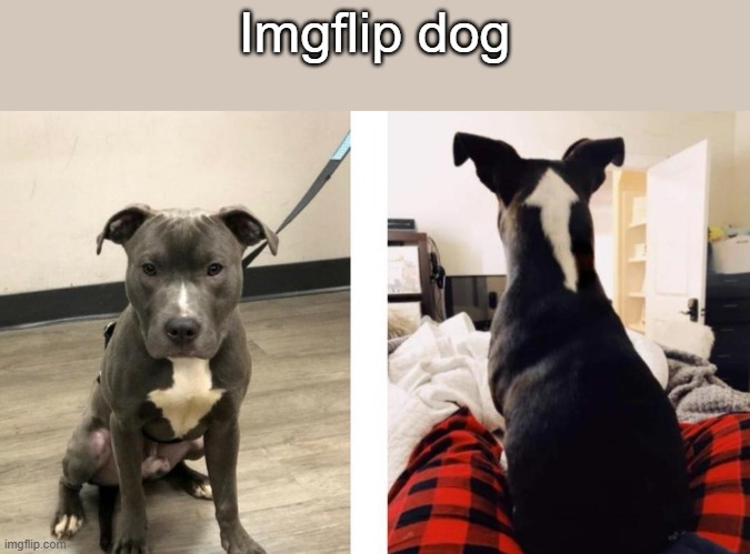 Imgflip dog | made w/ Imgflip meme maker