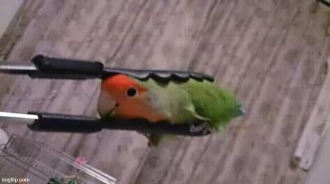 my parrot makes a great salad | made w/ Imgflip meme maker
