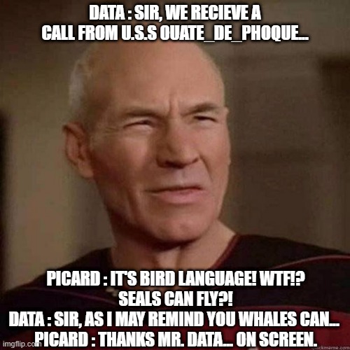 Where no phoques as gone before! | DATA : SIR, WE RECIEVE A CALL FROM U.S.S OUATE_DE_PHOQUE... PICARD : IT'S BIRD LANGUAGE! WTF!?
SEALS CAN FLY?!
DATA : SIR, AS I MAY REMIND YOU WHALES CAN... 
PICARD : THANKS MR. DATA... ON SCREEN. | image tagged in dafuq picard | made w/ Imgflip meme maker