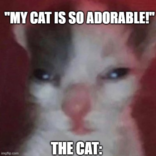 meme | "MY CAT IS SO ADORABLE!"; THE CAT: | image tagged in cats | made w/ Imgflip meme maker