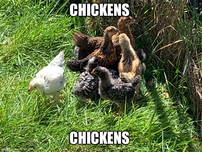 Chickens | CHICKENS; CHICKENS | image tagged in chickens | made w/ Imgflip meme maker