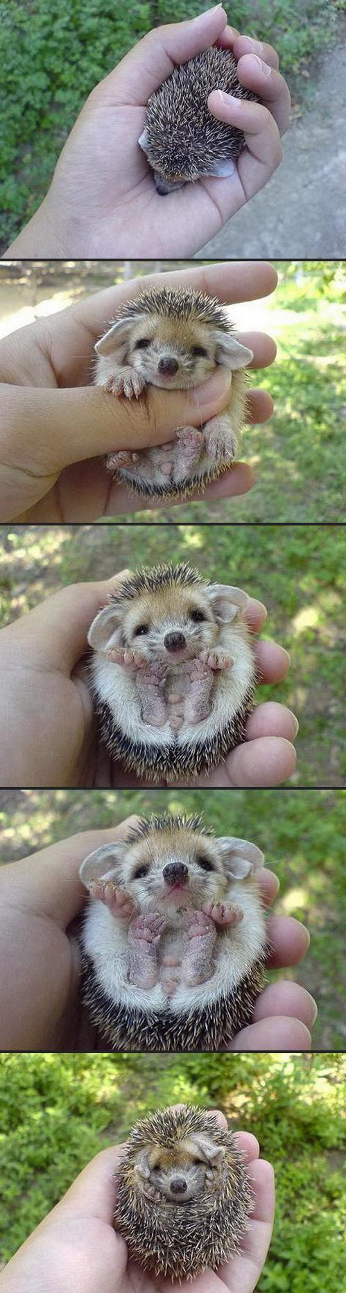 image tagged in animals,cute