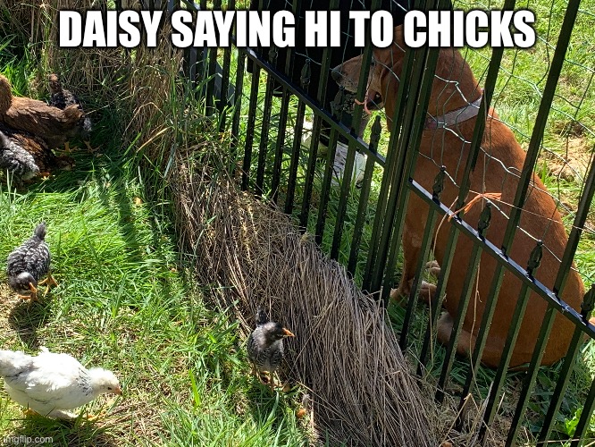 Daisy being a good protector doggo | DAISY SAYING HI TO CHICKS | made w/ Imgflip meme maker