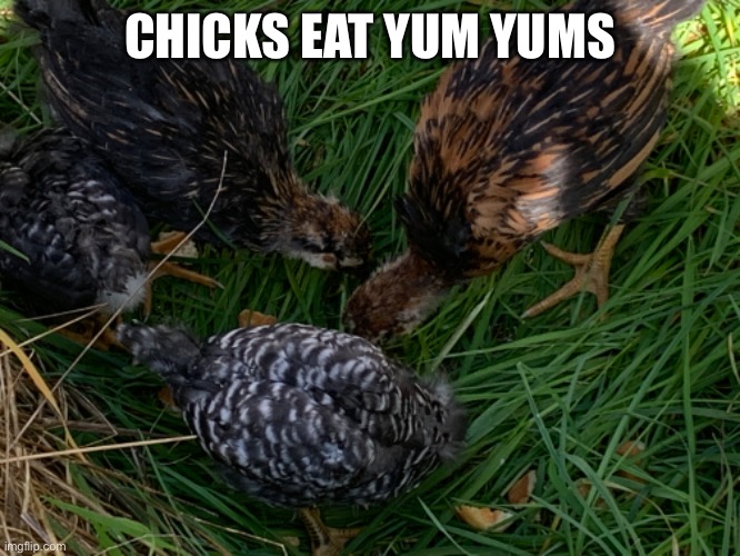 Y u m | CHICKS EAT YUM YUMS | made w/ Imgflip meme maker