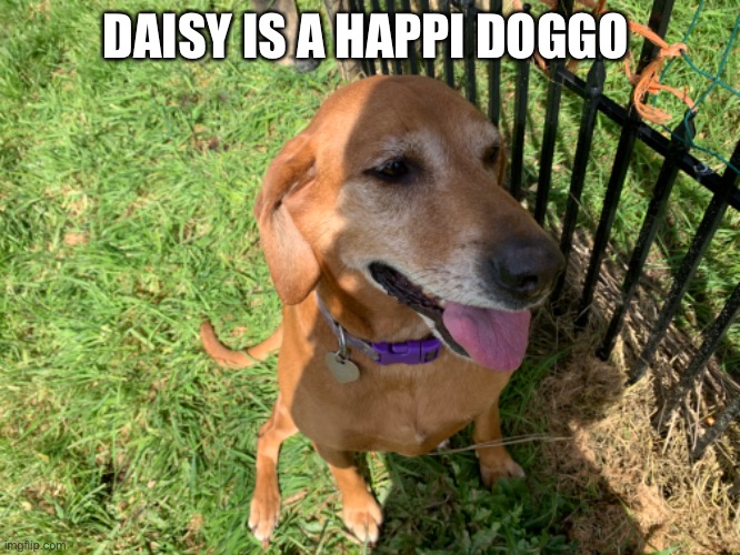 D a i s y | DAISY IS A HAPPI DOGGO | made w/ Imgflip meme maker