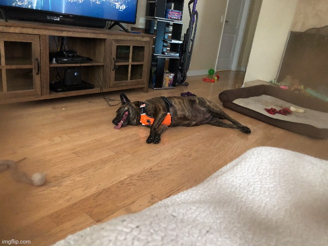 An old picture of my dog dizzy Imgflip