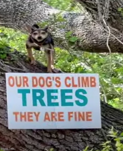 find the grammar mistake | made w/ Imgflip meme maker