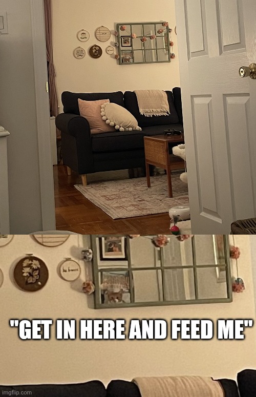 KITTY IS WATCHING YOU | "GET IN HERE AND FEED ME" | image tagged in cats,funny cats | made w/ Imgflip meme maker