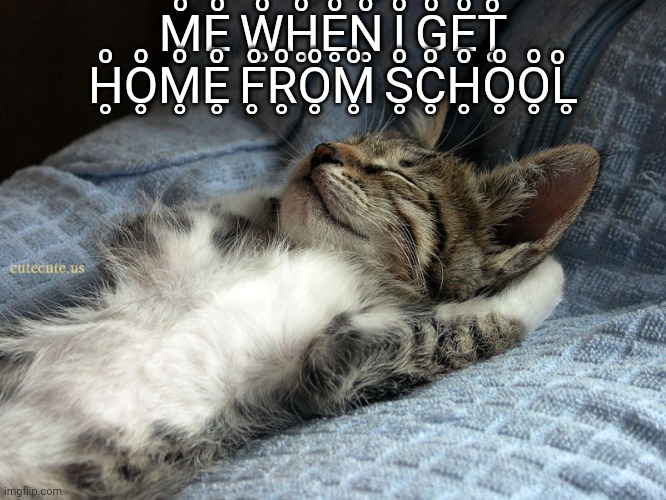 Can you relate | M̥ͦE̥ͦ W̥ͦH̥ͦE̥ͦN̥ͦ I̥ͦ G̥ͦE̥ͦT̥ͦ H̥ͦO̥ͦM̥ͦE̥ͦ F̥ͦR̥ͦO̥ͦM̥ͦ S̥ͦC̥ͦH̥ͦO̥ͦO̥ͦL̥ͦ | image tagged in sleeping cat,cat,funny cats,relatable,unhelpful high school teacher,funny meme | made w/ Imgflip meme maker