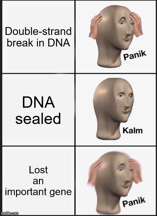Non-homologous end-joining DNA repair | Double-strand break in DNA; DNA sealed; Lost an important gene | image tagged in memes,panik kalm panik,biology | made w/ Imgflip meme maker