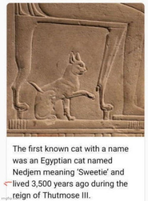 Old old kitty | image tagged in egyptian,cat,mommy | made w/ Imgflip meme maker