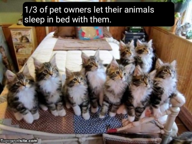 Whole lot of meows | image tagged in kitten,bed | made w/ Imgflip meme maker