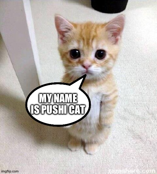 My Name Is Pushicat | MY NAME IS PUSHI CAT | image tagged in memes,cute cat | made w/ Imgflip meme maker