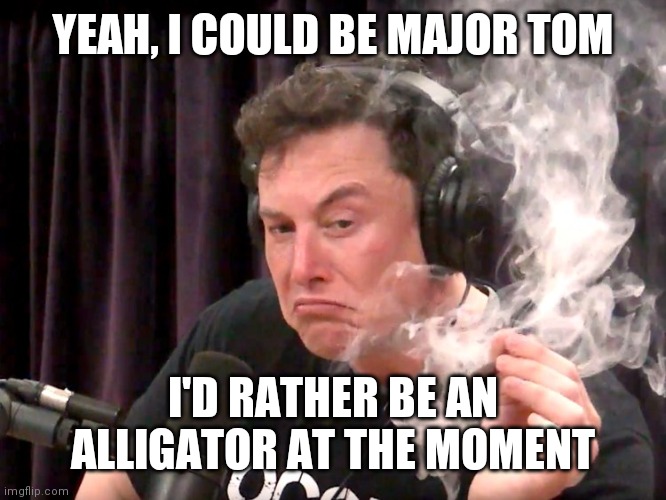 Alligator Musk; Man that is Sweet | YEAH, I COULD BE MAJOR TOM; I'D RATHER BE AN ALLIGATOR AT THE MOMENT | image tagged in elon musk weed,smell,cut,grass,sunrise,tomorrow | made w/ Imgflip meme maker