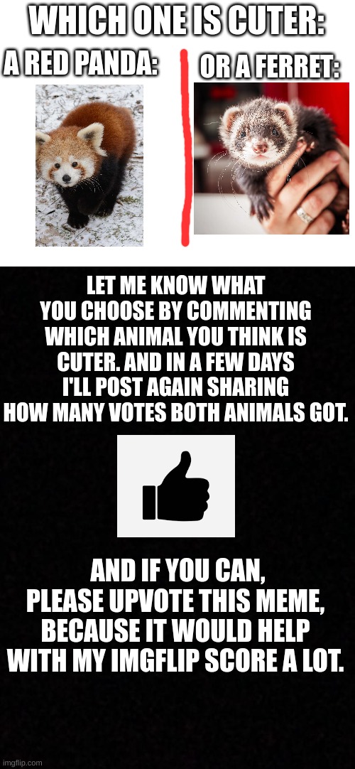 WHICH ONE IS CUTER:; A RED PANDA:; OR A FERRET:; LET ME KNOW WHAT YOU CHOOSE BY COMMENTING WHICH ANIMAL YOU THINK IS CUTER. AND IN A FEW DAYS I'LL POST AGAIN SHARING HOW MANY VOTES BOTH ANIMALS GOT. AND IF YOU CAN, PLEASE UPVOTE THIS MEME, BECAUSE IT WOULD HELP WITH MY IMGFLIP SCORE A LOT. | image tagged in blank white template,blank,animals,cute | made w/ Imgflip meme maker