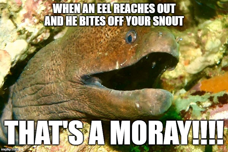 Was that eel-ly necessary? |  WHEN AN EEL REACHES OUT
AND HE BITES OFF YOUR SNOUT; THAT'S A MORAY!!!! | image tagged in bad pun,dad joke | made w/ Imgflip meme maker