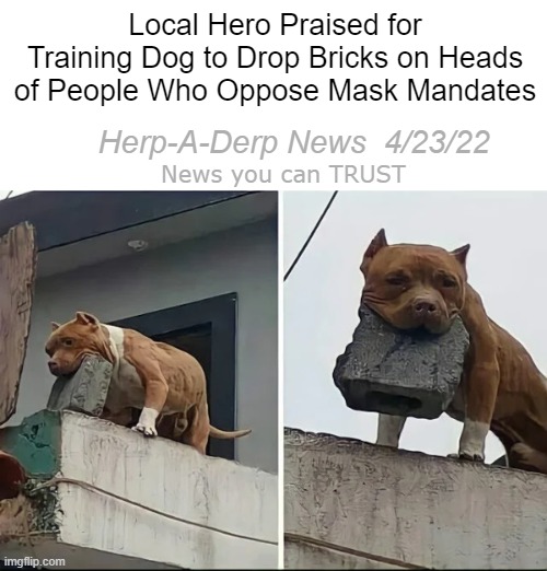 Who's a good boi? | Local Hero Praised for Training Dog to Drop Bricks on Heads of People Who Oppose Mask Mandates; Herp-A-Derp News  4/23/22; News you can TRUST | made w/ Imgflip meme maker