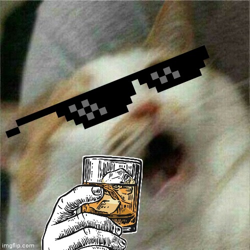 What the cattt????? | image tagged in cats,thuglife,boss,beer,hold my beer | made w/ Imgflip meme maker