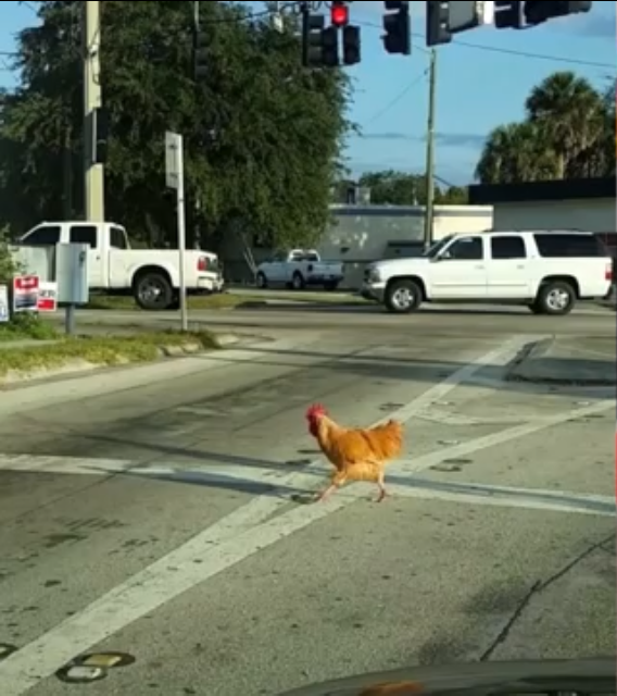 Why did the chicken cross the road Blank Meme Template