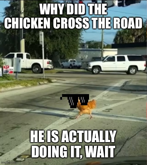 He did it | WHY DID THE CHICKEN CROSS THE ROAD; HE IS ACTUALLY DOING IT, WAIT | image tagged in why did the chicken cross the road | made w/ Imgflip meme maker