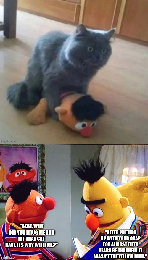 Someone reached their breaking point. | "AFTER PUTTING UP WITH YOUR CRAP FOR ALMOST FIFTY YEARS BE THANKFUL IT WASN'T THE YELLOW BIRD."; "BERT, WHY DID YOU DRUG ME AND LET THAT CAT HAVE ITS WAY WITH ME?" | image tagged in bert and ernie,dark humor | made w/ Imgflip meme maker