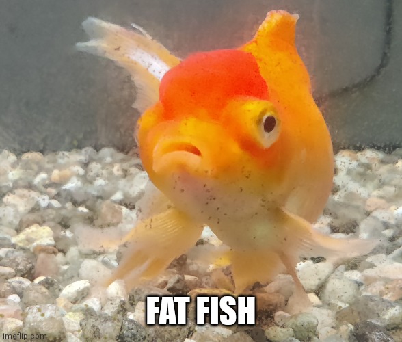 FAT FISH | made w/ Imgflip meme maker