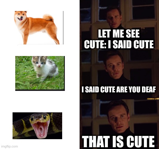 CUTE!!!! | LET ME SEE CUTE: I SAID CUTE; I SAID CUTE ARE YOU DEAF; THAT IS CUTE | image tagged in perfection | made w/ Imgflip meme maker