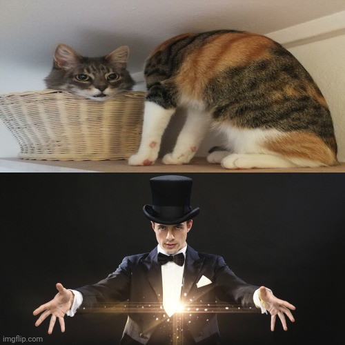 Cat illusion trick | image tagged in magician,cats,cat,memes,optical illusion,cat trick | made w/ Imgflip meme maker