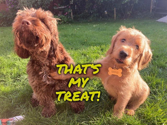 Stay back it’s mine! | THAT’S MY TREAT! | image tagged in dogs,cute,funny,memes,treats | made w/ Imgflip meme maker