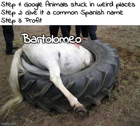 BARTOLOMEO | Step 1: Google Animals stuck in weird places

Step 2: Give it a common Spanish name

Step 3: Profit; Bartolomeo | image tagged in bartolomeo,horse,animals | made w/ Imgflip meme maker