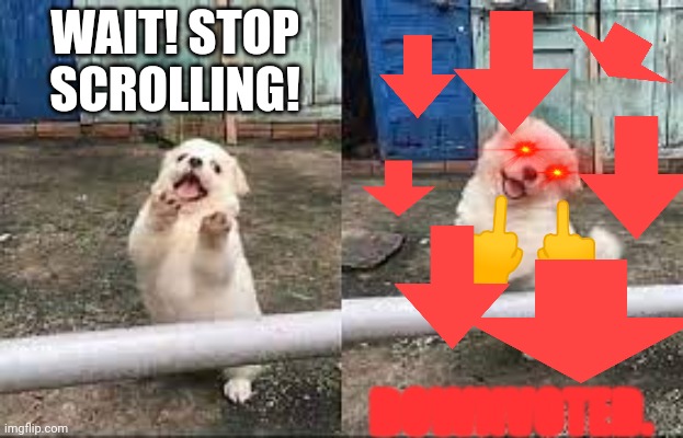 Use this when you see an upvote doggy meme >:) | WAIT! STOP SCROLLING! DOWNVOTED. | image tagged in never gonna give you up,never gonna let you down,never gonna run around,and desert you | made w/ Imgflip meme maker