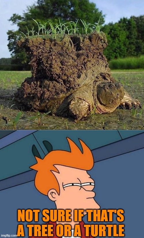 NOT SURE IF THAT'S A TREE OR A TURTLE | image tagged in not sure if- fry | made w/ Imgflip meme maker