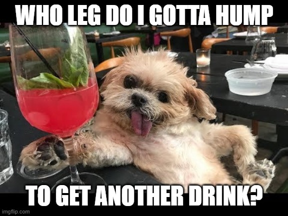 Lush Dog | WHO LEG DO I GOTTA HUMP; TO GET ANOTHER DRINK? | image tagged in funny dog | made w/ Imgflip meme maker