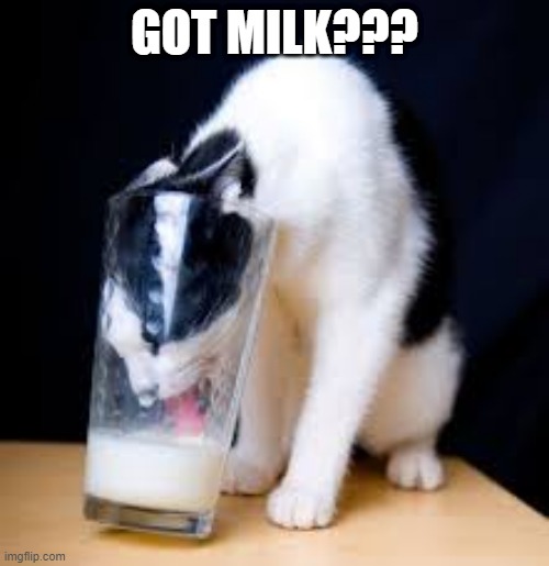 Slurp | GOT MILK??? | image tagged in funny cat | made w/ Imgflip meme maker