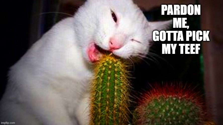 Cat-ctus | PARDON ME, GOTTA PICK MY TEEF | image tagged in funny cat | made w/ Imgflip meme maker