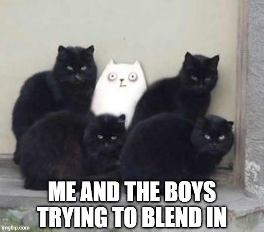 CATatonic |  ME AND THE BOYS TRYING TO BLEND IN | image tagged in me and the boys | made w/ Imgflip meme maker
