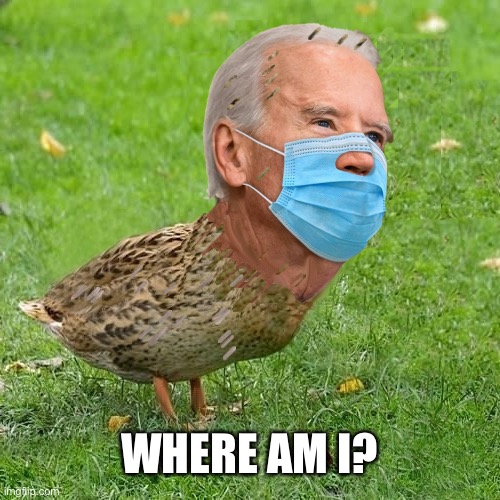 Biden Masked Duck | WHERE AM I? | image tagged in joe bidenduck | made w/ Imgflip meme maker