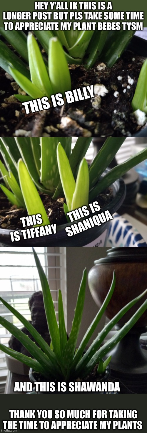 HEY Y'ALL IK THIS IS A LONGER POST BUT PLS TAKE SOME TIME TO APPRECIATE MY PLANT BEBES TYSM; THIS IS BILLY; THIS IS TIFFANY; THIS IS SHANIQUA; AND THIS IS SHAWANDA; THANK YOU SO MUCH FOR TAKING THE TIME TO APPRECIATE MY PLANTS | made w/ Imgflip meme maker