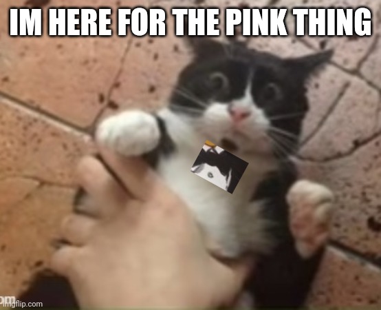 Cat getting grabbed | IM HERE FOR THE PINK THING | image tagged in cat getting grabbed | made w/ Imgflip meme maker